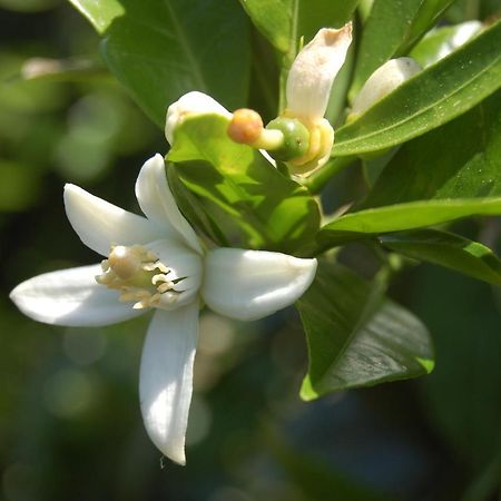 Il Giardino Del Sole Villa Agnone Bagni Kültér fotó