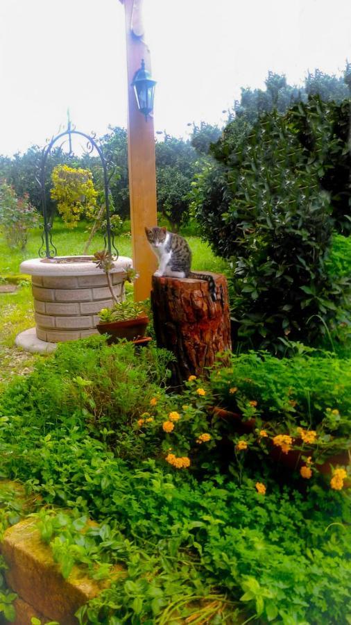Il Giardino Del Sole Villa Agnone Bagni Kültér fotó