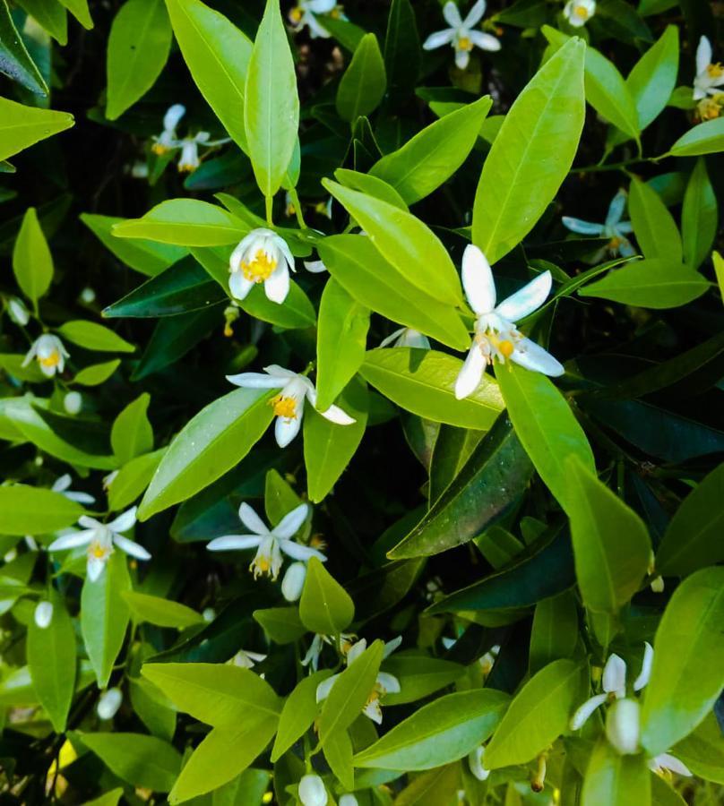 Il Giardino Del Sole Villa Agnone Bagni Kültér fotó