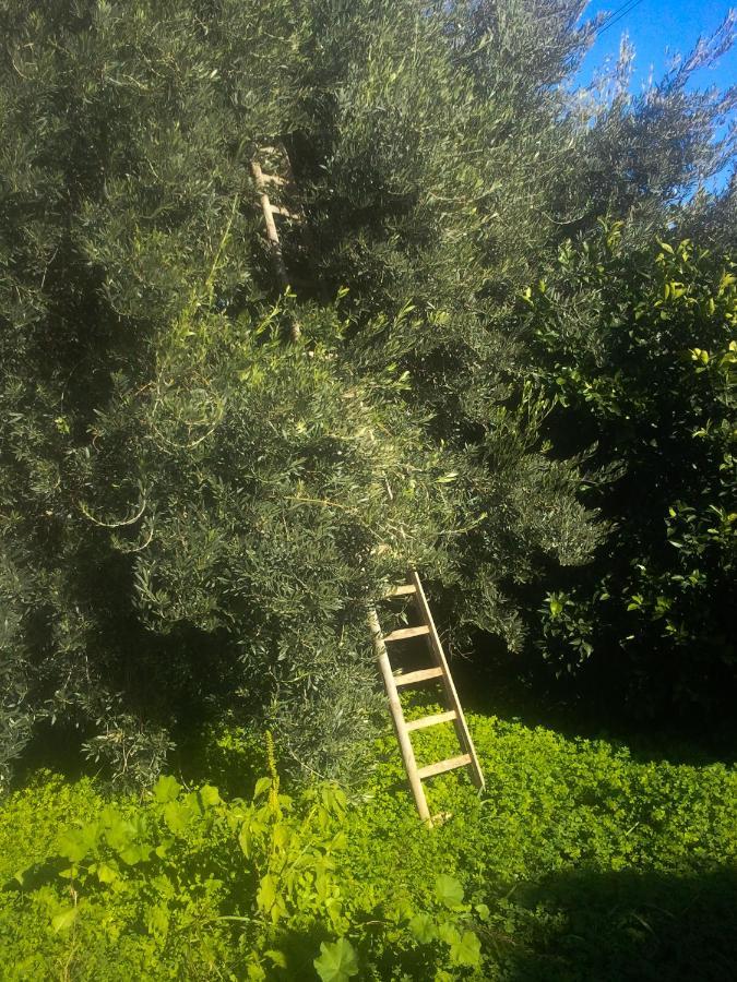 Il Giardino Del Sole Villa Agnone Bagni Kültér fotó