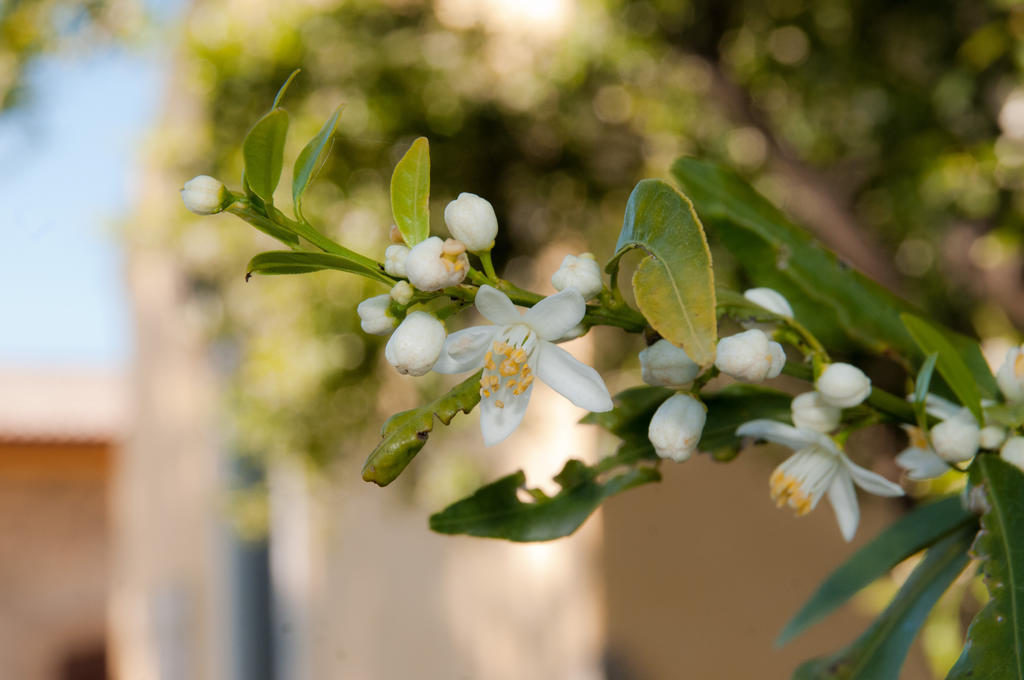 Il Giardino Del Sole Villa Agnone Bagni Kültér fotó